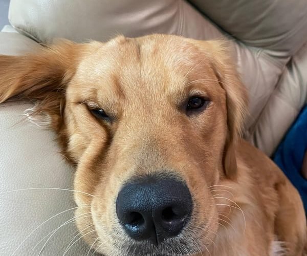 Sagedog Sagedog