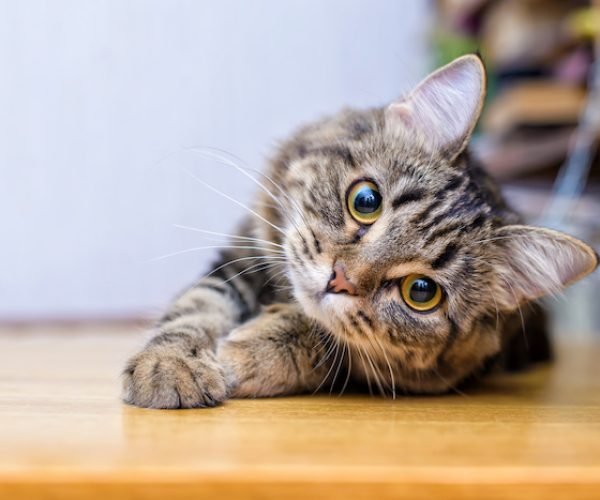 cat-tilting-head_236992283 cat-tilting-head_236992283