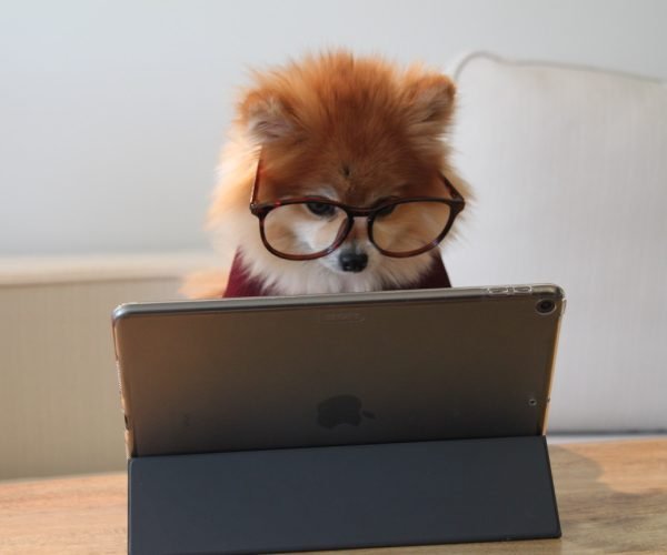 cookie-the-pom cookie-the-pom