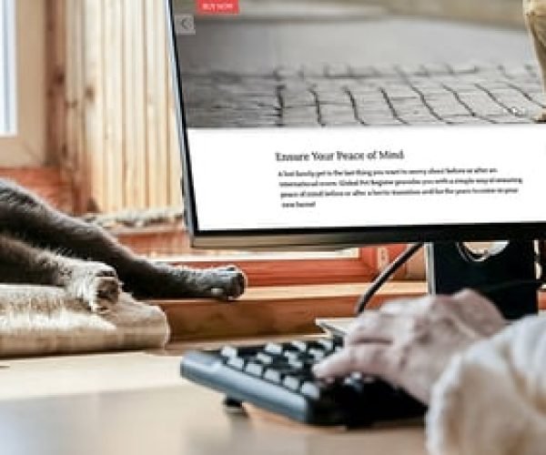 person-using-computer-with-cat-sleeping person-using-computer-with-cat-sleeping